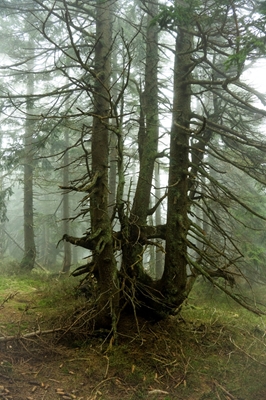 Zauberhafter Bergfichtenwald im Nebel 2