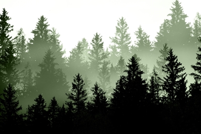 Sen Zeleného lesa 1