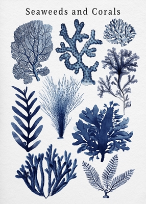 Mořské řasy a korály v modré barvě