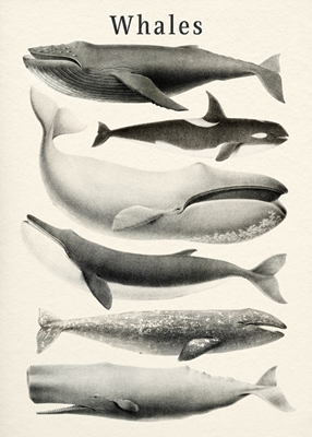 Coleção Baleias
