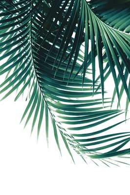 Zielone wibracje liści palmowych 4