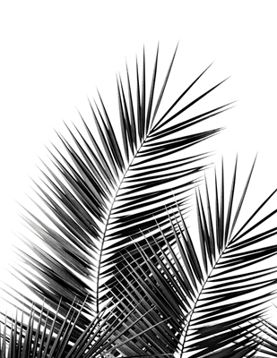 Black Palm Leaves Dream - Cali