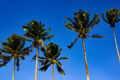 Palme drie tegen blauwe hemel