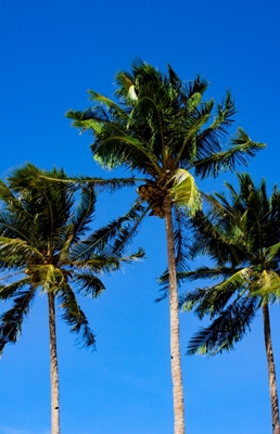 Kolme trooppista palmua