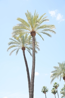 Palmiers Beauté 1