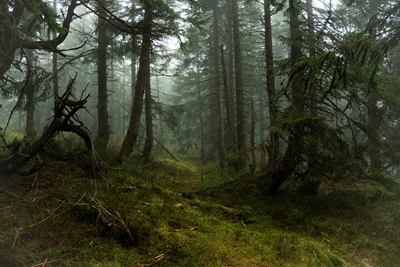 Magiczny górski świerkowy las we mgle 3