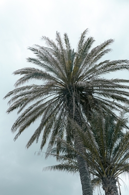 Palm trees on Mykonos Greece