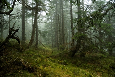 Magiczny górski świerkowy las we mgle 4