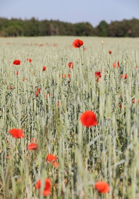 Poppies in a wheatfield