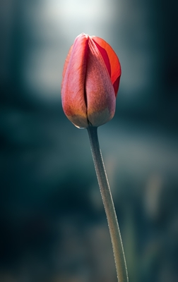 Osamělý tulipán
