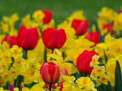red any yellow tulips