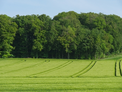 Münsterland verde en primavera