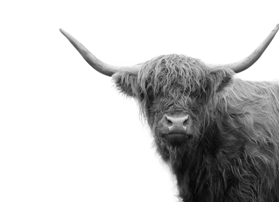 Highland Cow Zwart &; Wit 4