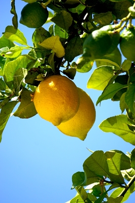 Citroner från Algarve