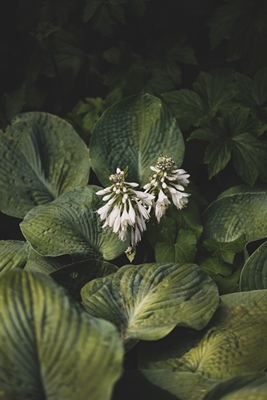 Flowering Hosta sieboldiana
