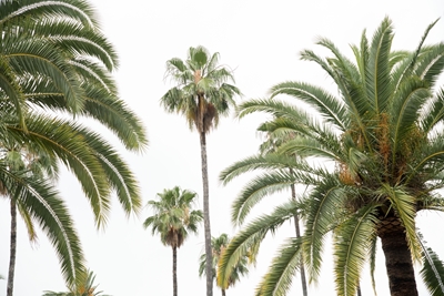 Palm Trees Beauty 2