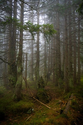 Mlha v lese 1