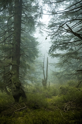 Mystisk bergsskog 2