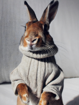 Suéter de conejo Cozy Companions