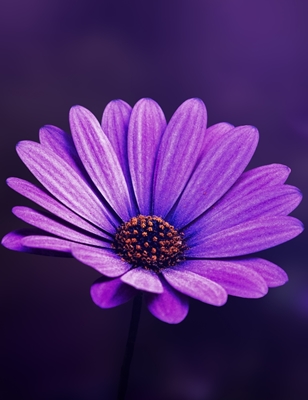 Lähikuva violetista kukasta