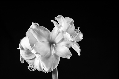 Amaryllis blomstrer i sort og hvid