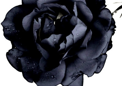 Flora-Kollektion: Schwarze Schönheit