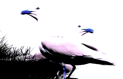 Blue beak seagulls