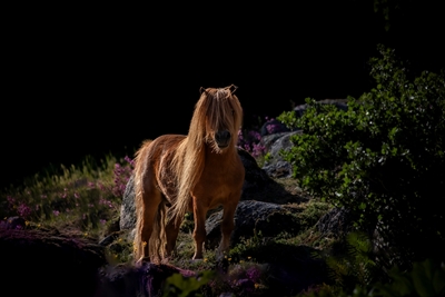 Das Pony auf dem Berg