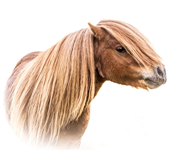 Pony con sfondo bianco