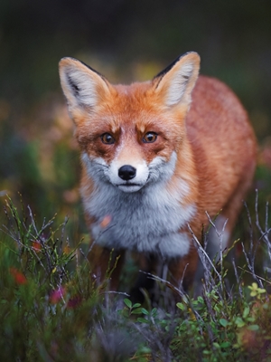 Neugieriger Fuchs