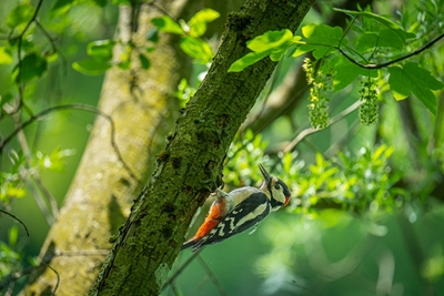 A Great spotted woodpecker 