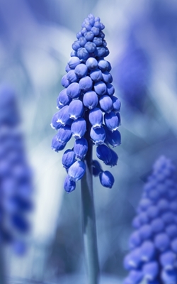 Close-up of hyacinth
