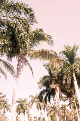 Floridan palmujen tunnelmaa 2