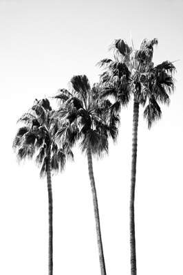 Palmen, Schwarz-Weiß-Vibes
