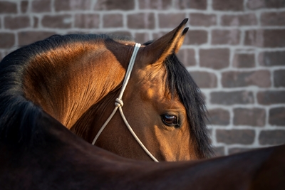 Calando -Portrait of a horse 2