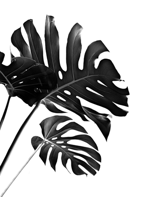 Monstera tropicale Finesse 2