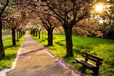 Kirsebærtre avenue om våren