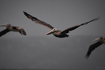 Pelikaner i flukt