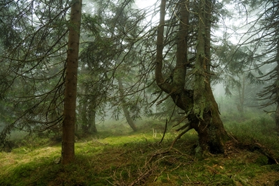 Mystical spruce forest 5