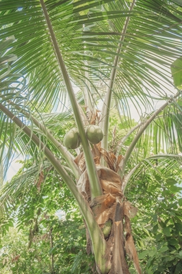 Tropical summer coconut tree 