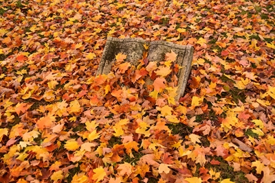 Maple forlader på en kirkegård