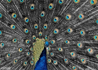 Plumage of a proud peacock