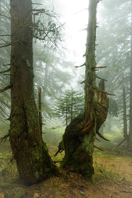 Świerkowy las we mgle 1