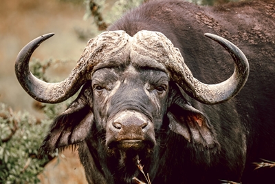 Buffalo dödläge