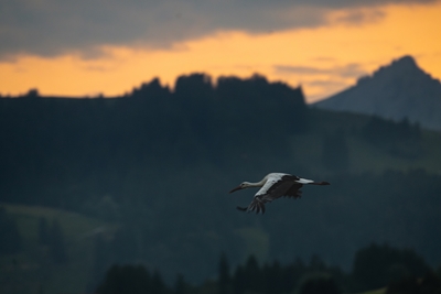 En stork i flykt