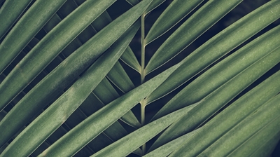 Vintage palm branches abstract