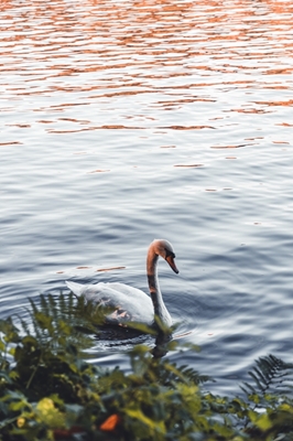 Labuť v jezeře