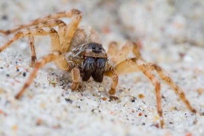 Spindel på Östersjöns strand