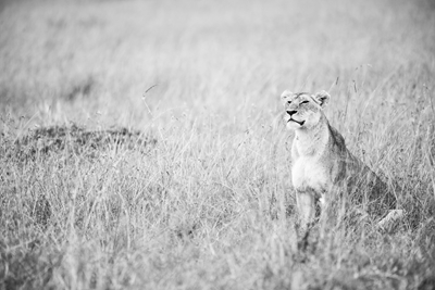 Lejonhona på savannen