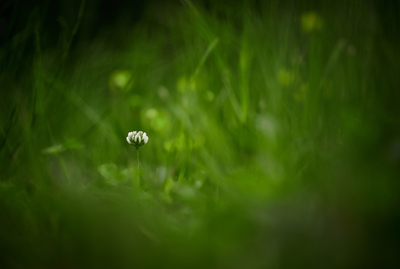 En hvidkløverblomst i græsset